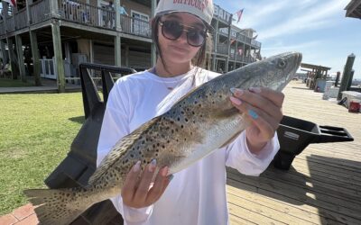 Speckled Trout in May
